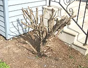 Hard pruned shrub for renewal