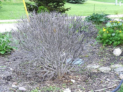Is this shrub dead1