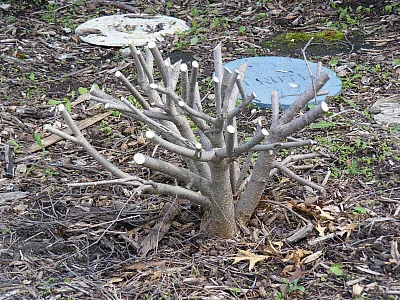 Miss Kim lilac renewal pruned1