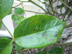 black spot