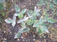 powdery mildew