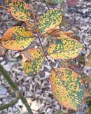 Rose Rust leaf top surface
