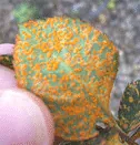 Rose Rust leaf underside