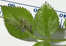 downy mildew