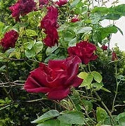 Knock Out Ramblin Red