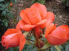 Marmalade Skies floribunda buds