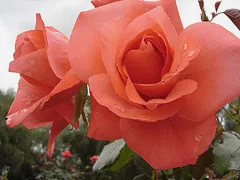 Marmalade Skies floribunda