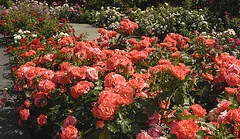 Marmalade Skies floribunda roses