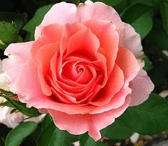 Miami Moon floribunda bloom