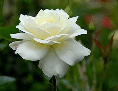 Moondance floribunda bloom by Midwest Gardening
