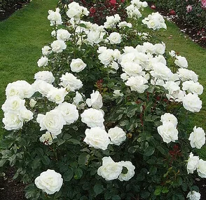 Moondance floribunda shrub Midwest Gardening
