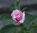 Our Lady of Guadalupe floribunda bud