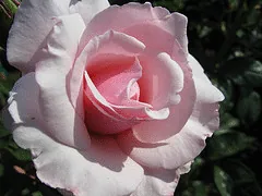 Our Lady of Guadalupe floribunda bloom