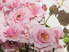Our Lady of Guadalupe floribunda cluster