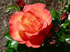 Playboy floribunda bloom