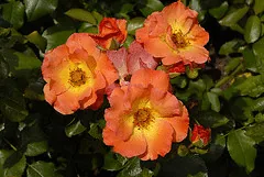 Playboy floribunda cluster