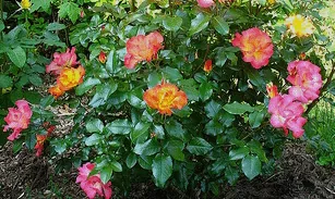 Playboy floribunda shrub