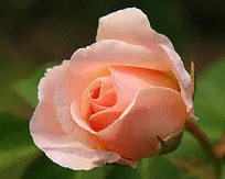 Pretty Lady floribunda bud