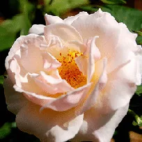 Pretty Lady floribunda bloom