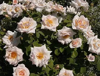 Floribunda rose 'Pretty Lady' covered in pale blush blooms with apricot centers