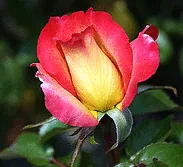 Rainbow Sorbet floribunda bud