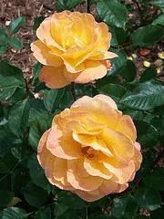 Rainbow Sorbet floribunda bloom