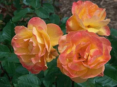 Rainbow Sorbet floribunda cluster