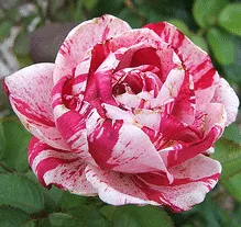 Scentimental floribunda bloom