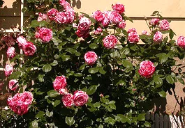 Scentimental floribunda shrub
