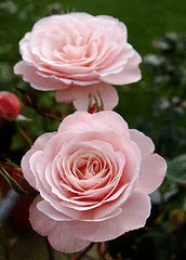 Sexy Rexy floribunda bloom
