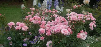 Sexy Rexy floribunda rose garden