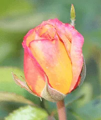 Sheila s Perfume floribunda bud