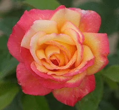 Sheila s Perfume floribunda bloom