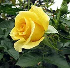 Sun Flare floribunda bud