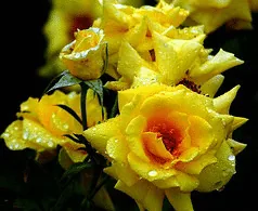 Sun Flare floribunda cluster