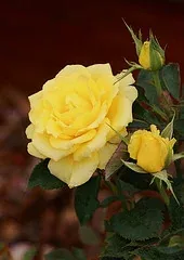 Sunsprite floribunda bloom