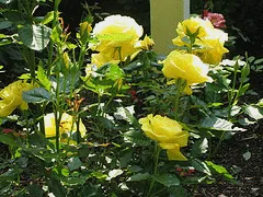 Sunsprite floribunda
