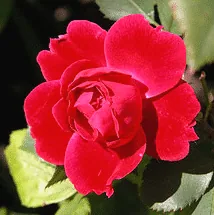 Alexander MacKenzie Canadian Explorer rose