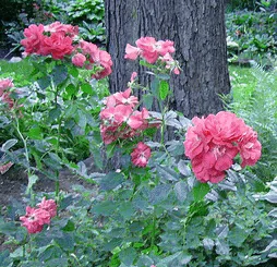 Captain Samuel Holland Canadian Explorer Rose
