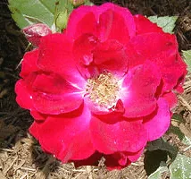 Champlain Canadian Explorer Rose