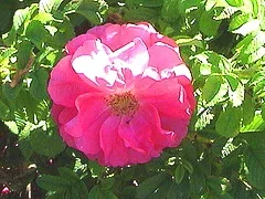David Thompson Canadian Explorer rose