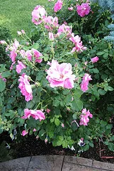 Frontenac Canadian Explorer rose