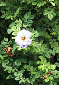 Henry Hudson Canadian Explorer Rugosa
