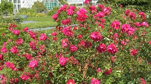 Henry Kelsey Parkland Rose