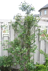 Henry Kelsey climbing rose before blooming