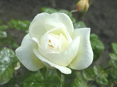 J P Connel Canadian Explorer rose