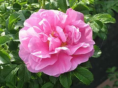 Rugosa Jens Munk