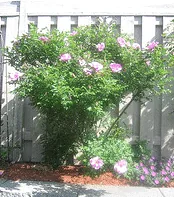 Jens Munk Canadian Explorer Rugosa