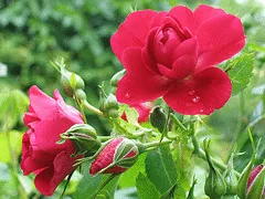 John Cabot climbing rose