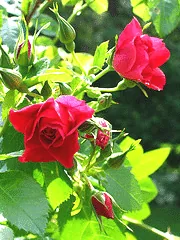 John Cabot climbing rose deep colored buds